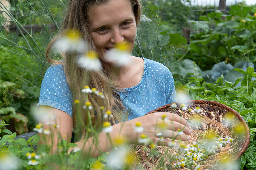 jovial-chamomile-collecting