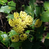 Oregon Grape Root--Top 6 Herbs For Your Microbiome