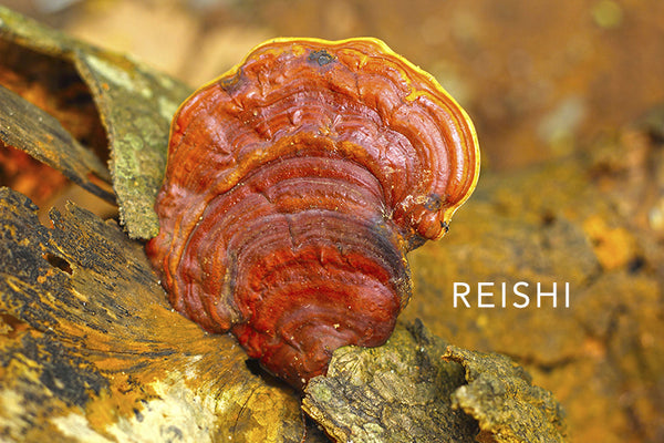 REISHI