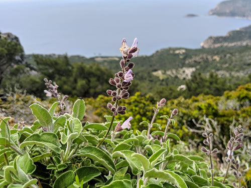 seaside herbs by Guido Masé