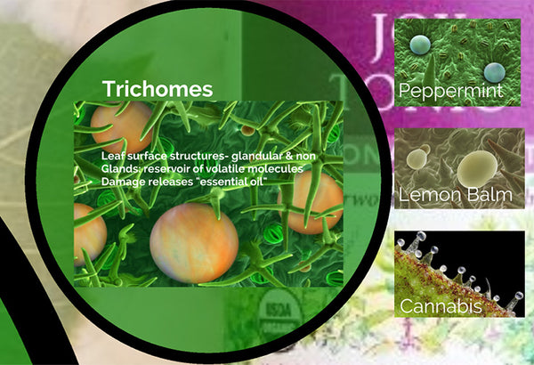 Guido Aromatics--Trichomes