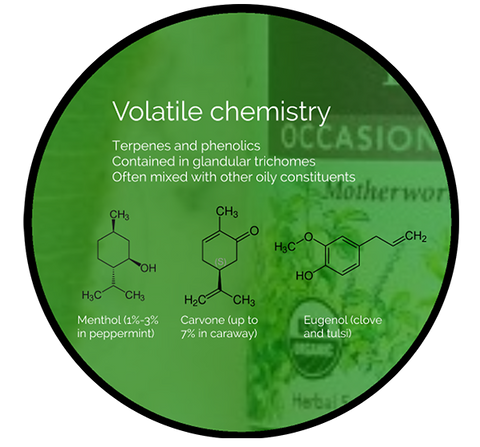 Volatile Chemistry--Guido Aromatics