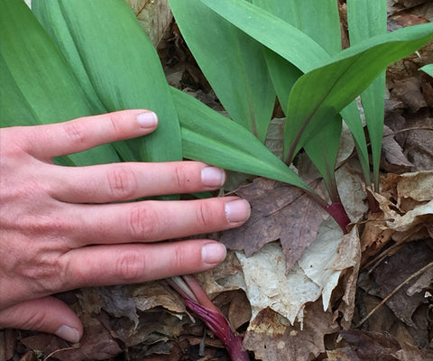 Sustainable Harvesting -- Ramps