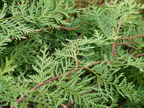 Cedar Leaves