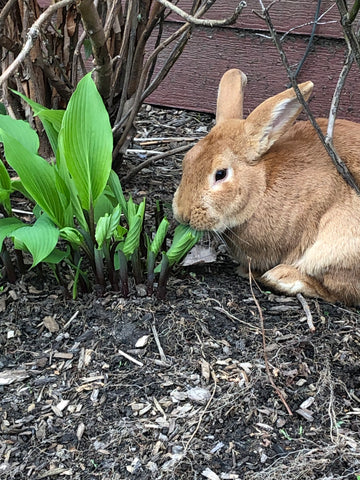 Dandelion Jewelry Bunny