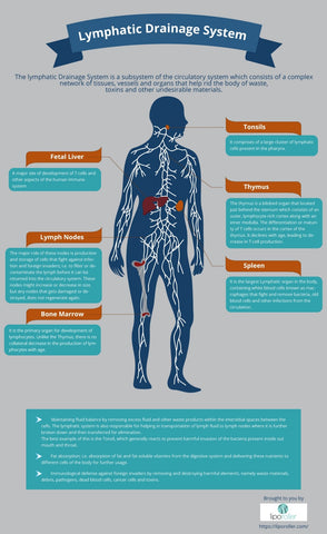 Lymphatic Drainage System