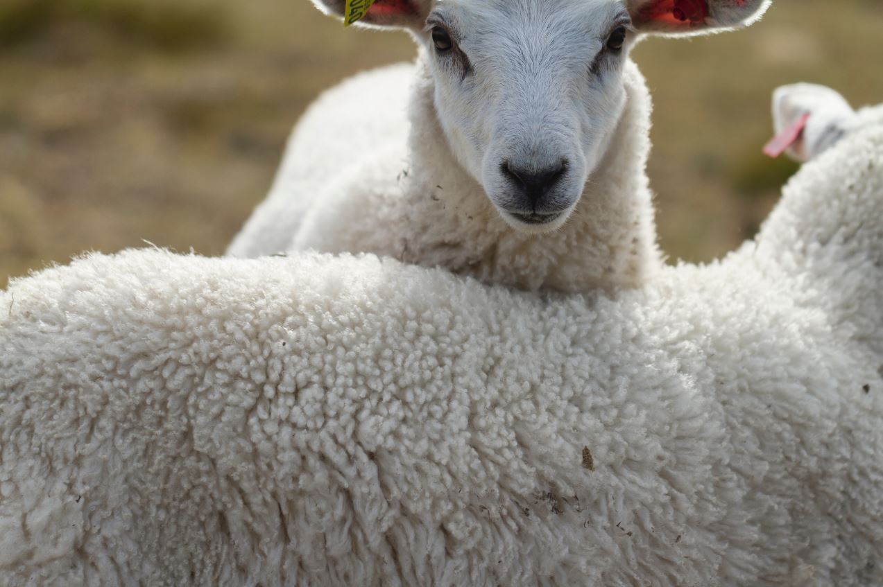 Sheep and sheepswool