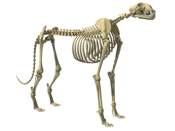 american cheetah skeleton