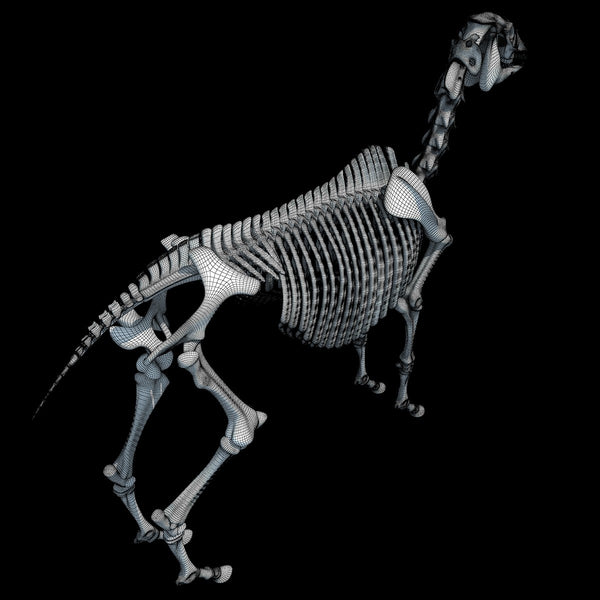 Horse Skeleton 3D Model – 3D Horse