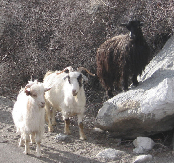 chyangra goat