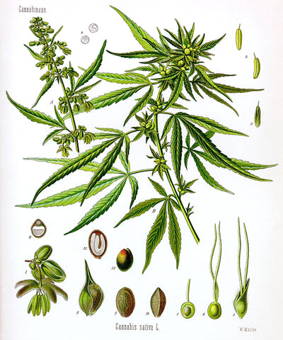 Cannabis Hemp