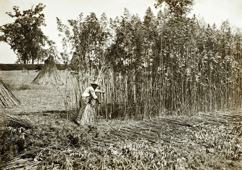 Industrial hemp history photo 