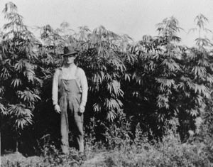Hemp cannabis history