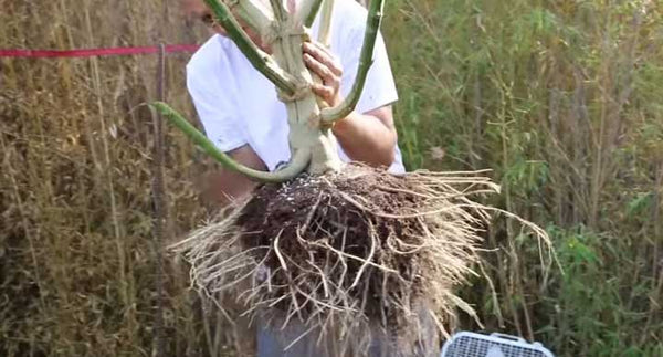 Hemp cannabis roots