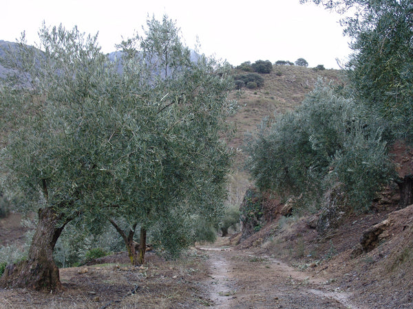 olimagina oliveraie
