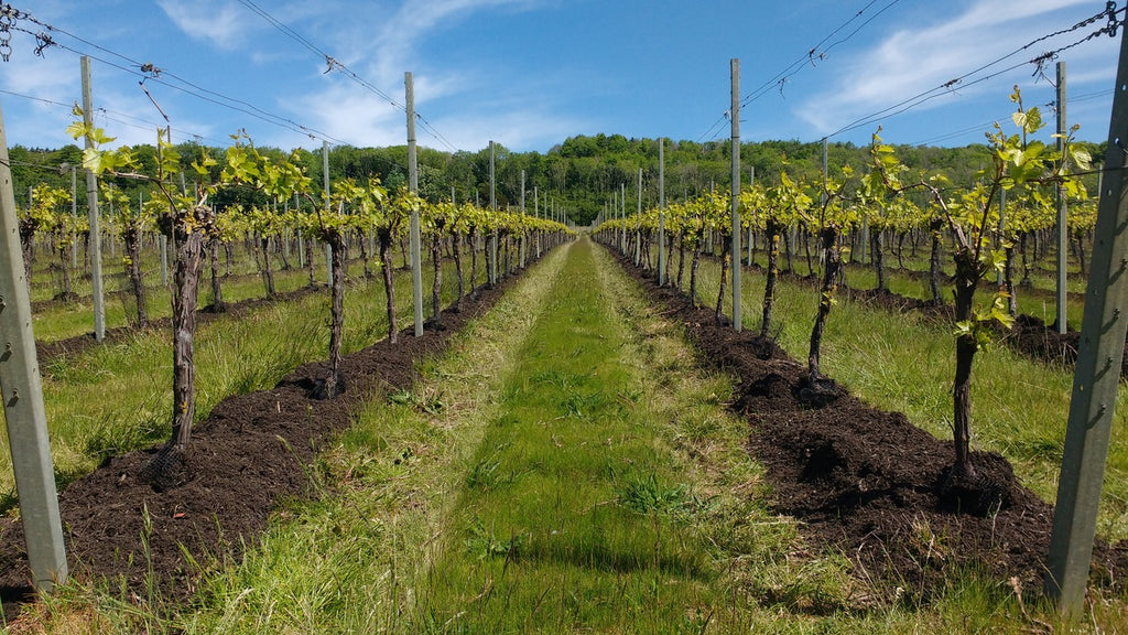 Westwell Wines Compost on Vines