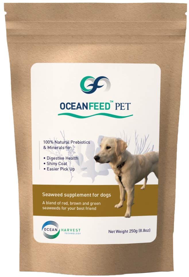 can you feed dogs seaweed