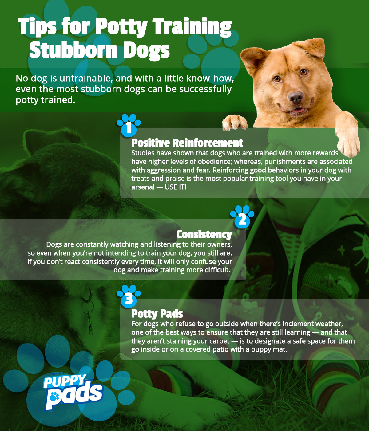Tips for Potty Training Stubborn Dogs 