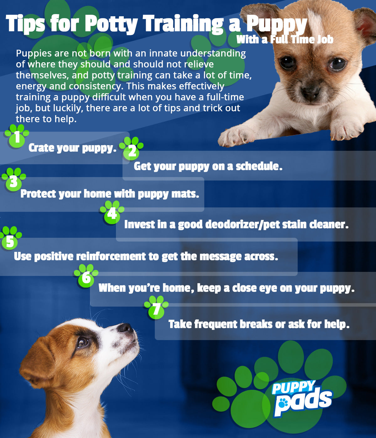 what is the best way to potty train a puppy