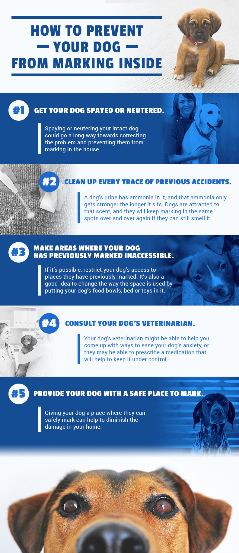 does neutering help with marking in dogs