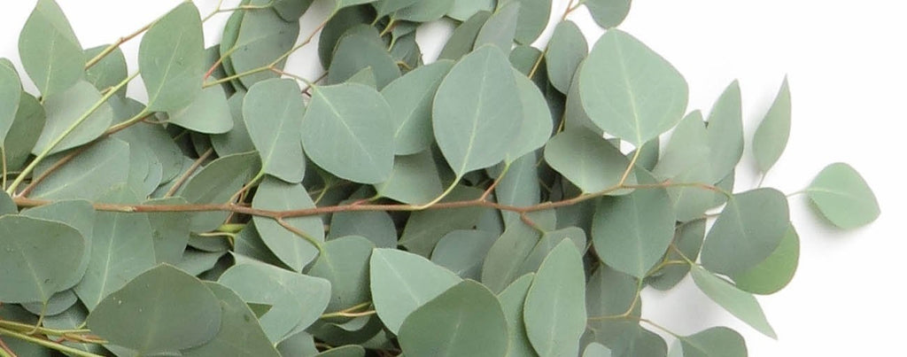 Eucalyptus Essential Oil