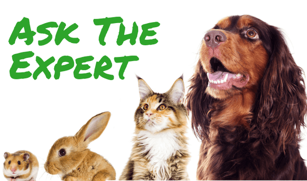 Ask the Expert: Dr. Keith, Animal Healing Arts