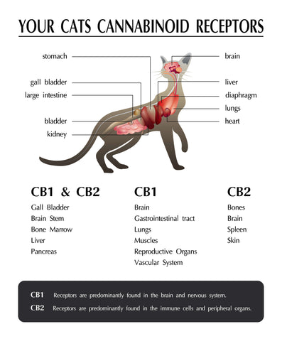 A diagram showing the cannabinoid receptors for cats