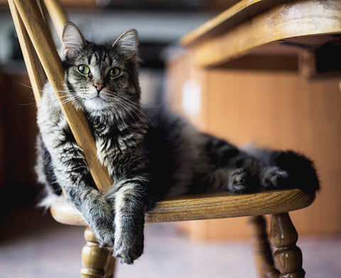 Cat In Chair