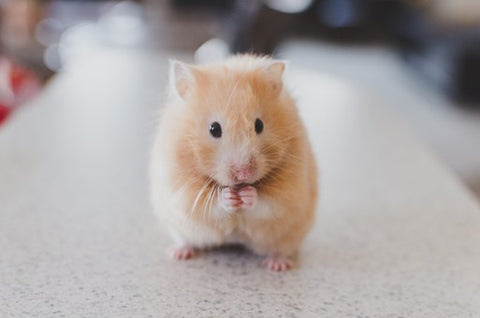 A close up of a golden hamster