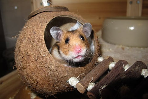 Hamster in  a coconut with a ladder