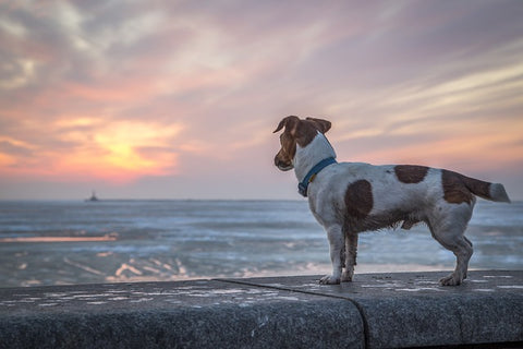 Dog looking out at the ocean