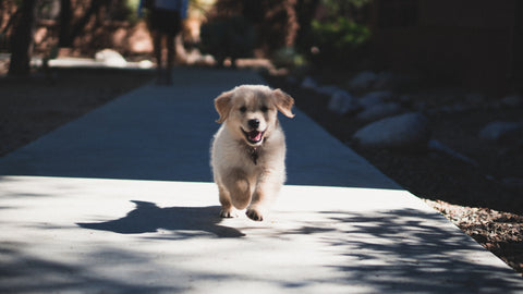 Yellow Lab puppy walking towards the camera