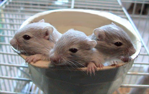 Baby Gerbils Together