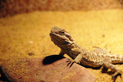 Bearded Dragon