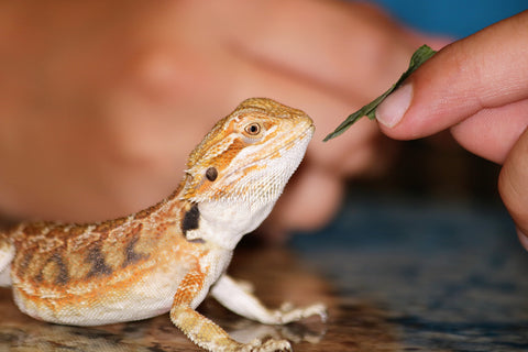 Bearded Dragon with lettuce