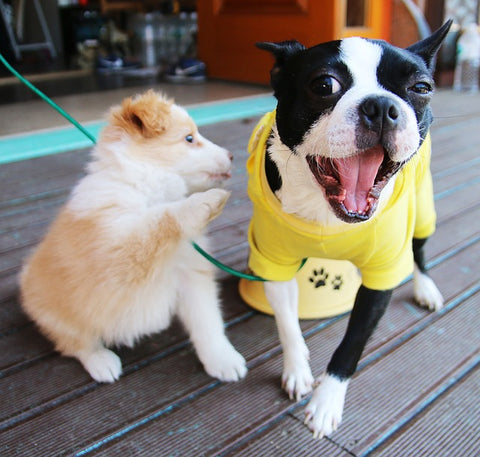 Boston Terrier and fuzzy puppy
