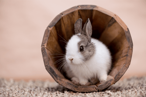 Rabbit hiding in wooden bowl