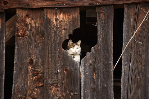 Cat in an abandoned house