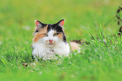 Cat in the grass