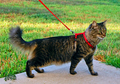 Cat in a harness and leash