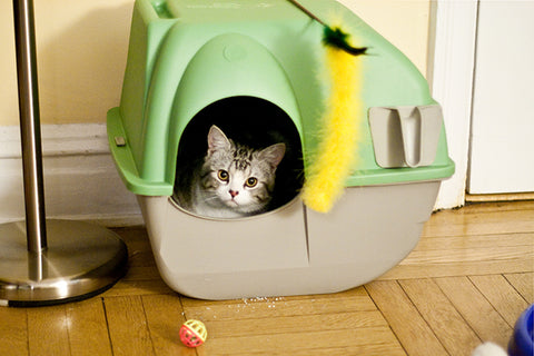 Cat in Litter Box