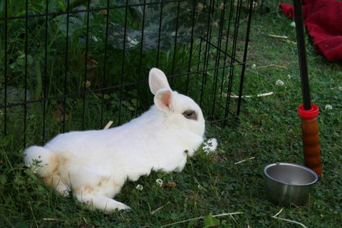 Daisy the bunny