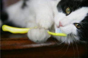 Cat with Toothbrush
