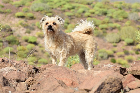 Little Dog on top of a mountain