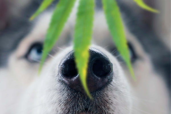 A husky sniffing a hemp plant