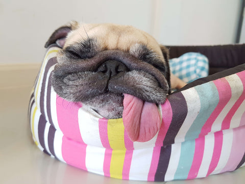 Dog sleeping in a bed with its tongue hanging out over the edge
