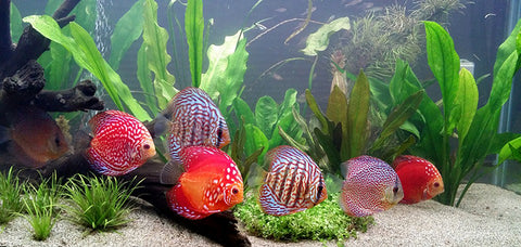 Fish Tank Discus