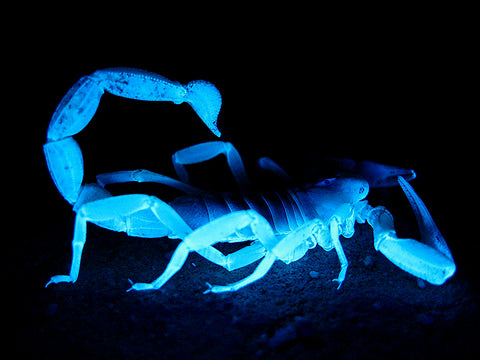 Glowing Desert Scorpion