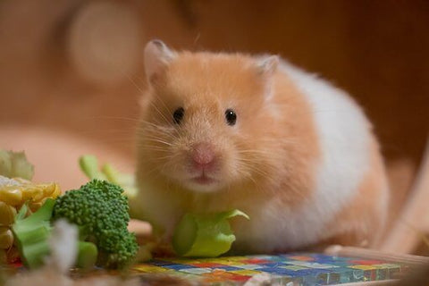 A gold and white hamster surrounded by broccoli