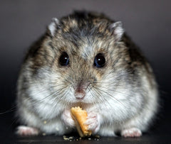 Cute Hamster Eating